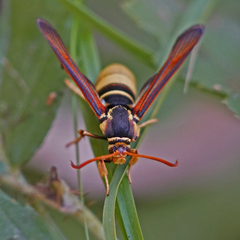 Paranthrene robiniae