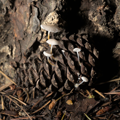 Strobilurus trullisatus