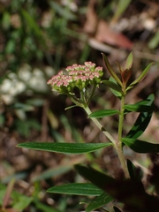 Platysace lanceolata