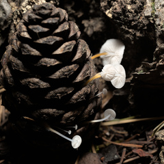 Strobilurus trullisatus