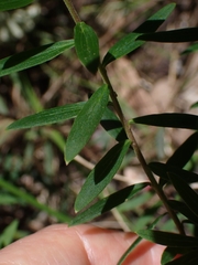 Platysace lanceolata