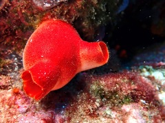 Halocynthia papillosa