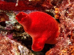 Halocynthia papillosa