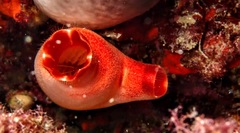 Halocynthia papillosa