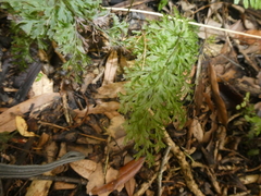 Hymenophyllum demissum