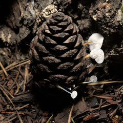 Strobilurus trullisatus