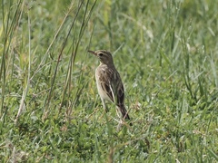 Anthus rufulus