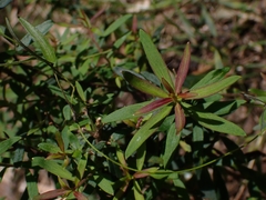 Platysace lanceolata