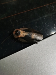 Blaberus craniifer