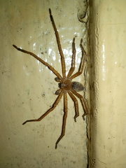 Olios
