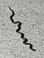 Contia tenuis