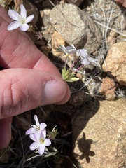 Leptosiphon breviculus