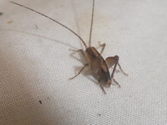 Macropathinae