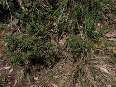 Platysace lanceolata