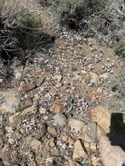 Leptosiphon breviculus