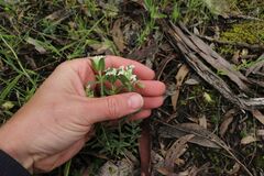Pimelea linifolia