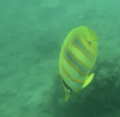 Chaetodon rainfordi