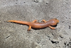 Ensatina eschscholtzii