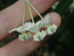 Gomphocarpus