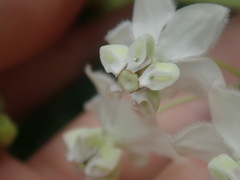 Gomphocarpus