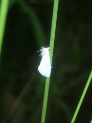Tipanaea patulella