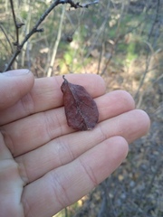 Cotoneaster melanocarpus