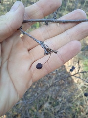 Cotoneaster melanocarpus