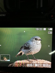 Phoenicurus fuliginosus