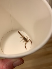 Stahnkeus deserticola