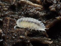 Haplophthalmus danicus