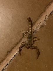 Stahnkeus deserticola