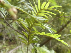 Prumnopitys ferruginea