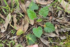 Pelargonium rodneyanum