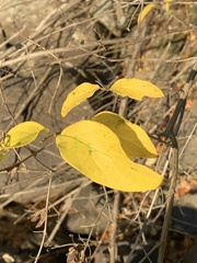 Lonicera