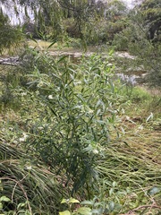 Gomphocarpus