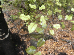 Nothofagus truncata