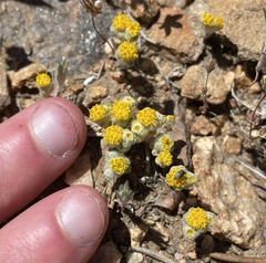 Eriophyllum pringlei
