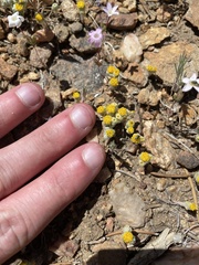 Eriophyllum pringlei