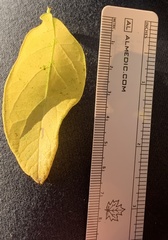 Lonicera