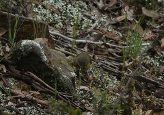 Acanthiza reguloides