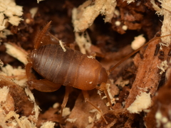 Myrmecophilus