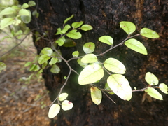 Nothofagaceae