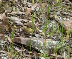 Acanthiza reguloides