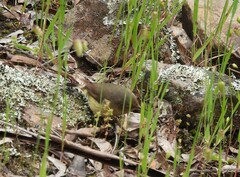 Acanthiza reguloides