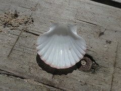 Pecten fumatus
