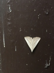 Macrochilo louisiana