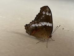 Anartia fatima colima