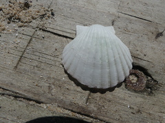 Pecten fumatus