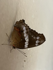 Anartia fatima colima