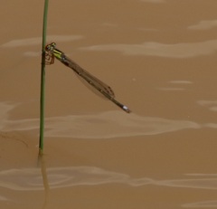 Pseudagrion malgassicum